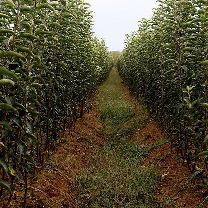 维纳斯黄金苹果苗木