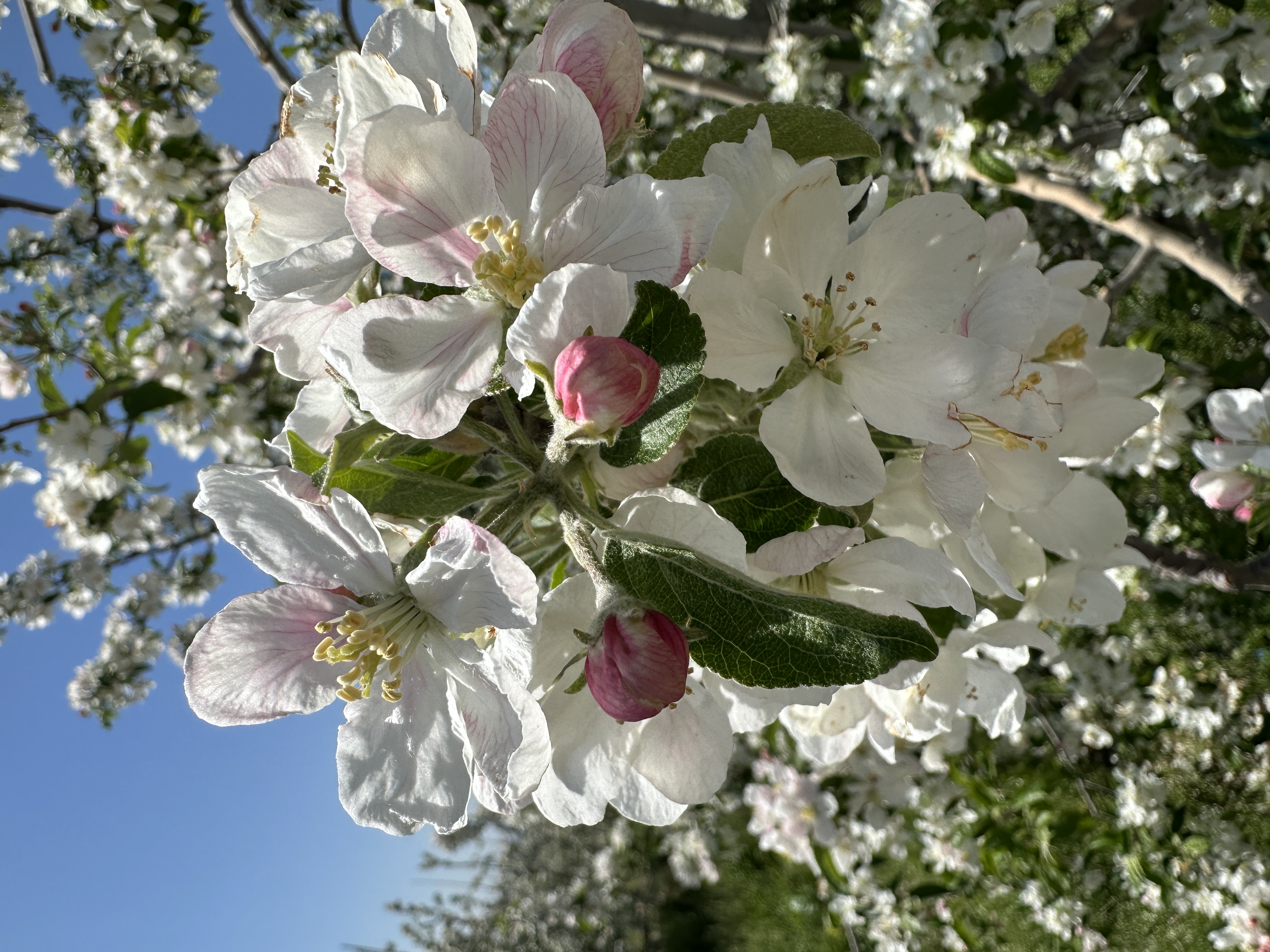 种植基地里的原生态景色